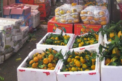 Quýt Trung Quốc tràn ngập thị trường Hà Nội